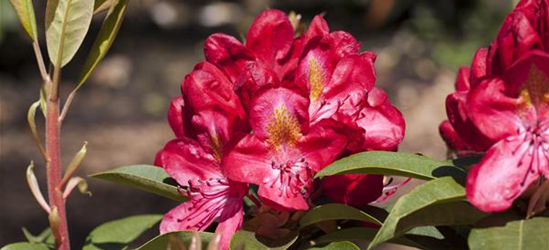R Rhododendron hybrida 'Junifeuer' 