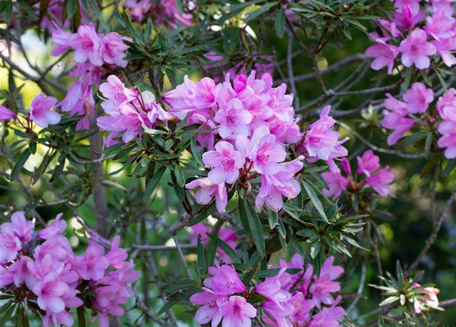 R Rhododendron ponticum 'Graziella' 