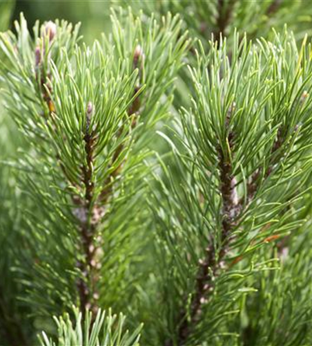 Pinus mugo 'Wintergold'