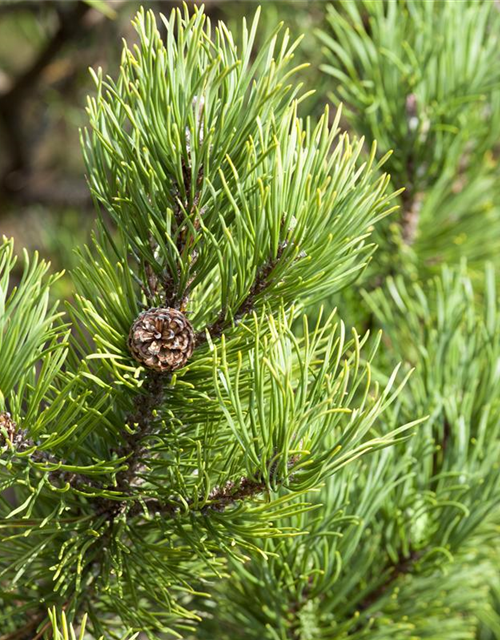 Pinus mugo 'Carsten's Wintergold'