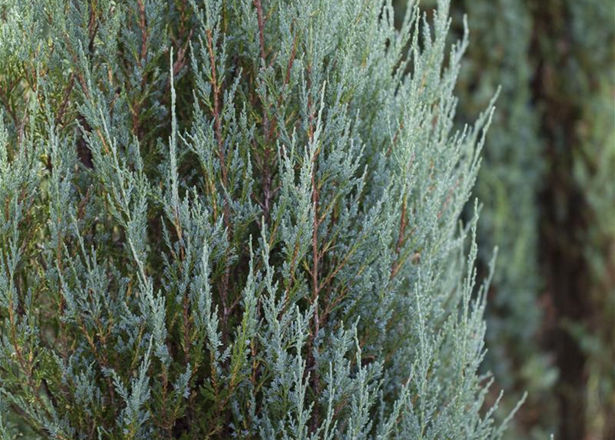 Juniperus scopulorum 'Blue Arrow'