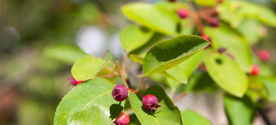 Felsenbirne Polar Fruits® 'Western Juneberry'