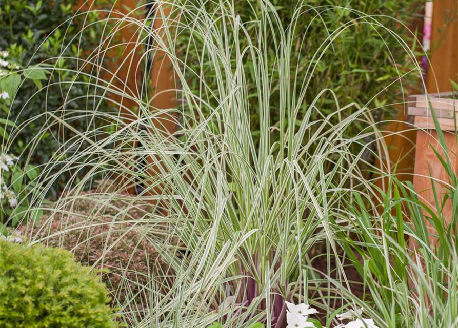 55+ Cortaderia Selloana Gold Band Hohes Garten-Pampasgras Goldband,
