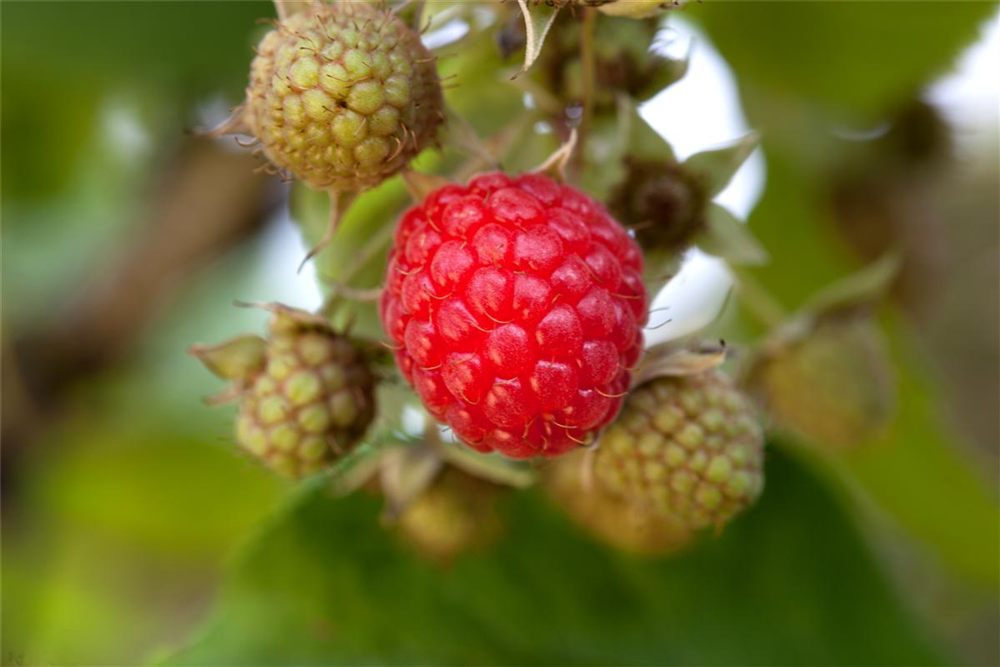 Rubus Fiedlers Hobbyland & - Himbeere \'Willamette\' \'Willamette\', Garten idaeus