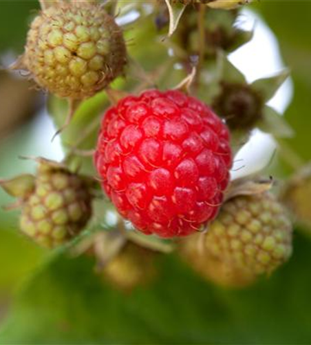 Rubus fruticosus x idaeus 'Tayberry Medana' ®