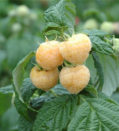 R Rubus idaeus 'Golden Everest' CAC