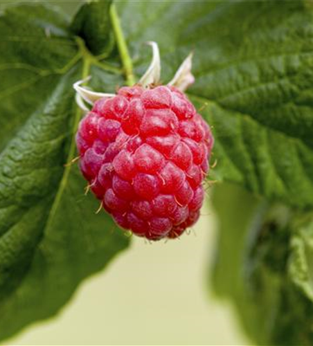Rubus idaeus 'Preussen'
