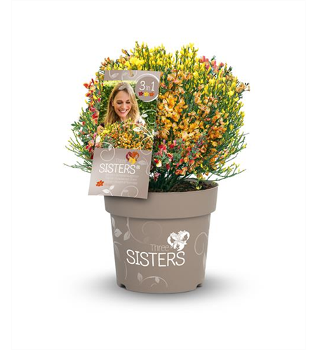 Ginster 'Three Sisters'®