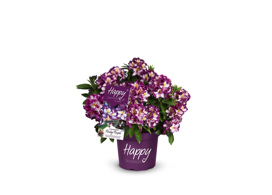 Rhododendron 'Pushy Purple'®(s)