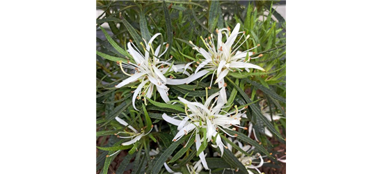 Rhododendron obtusum 'StarStyle'® weiß