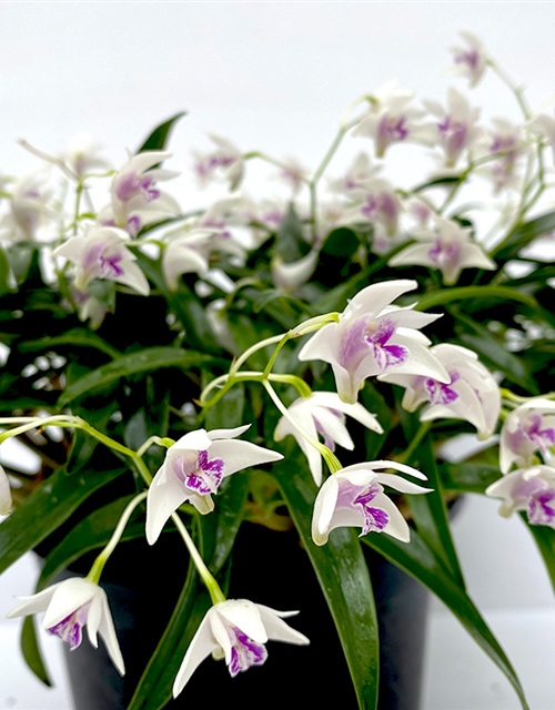 Dendrobium kingianum var silcockii syn. kingianum weiß mit roter Lippe