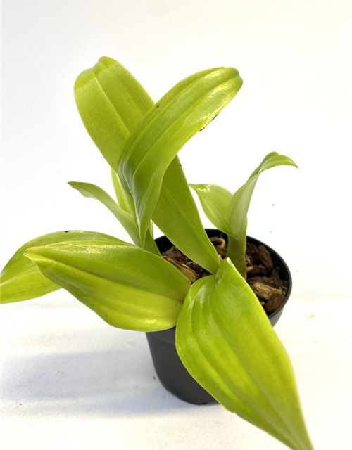 Eria species 