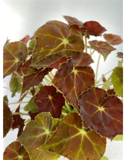 Begonia grün/ dunkel rotes Blatt 