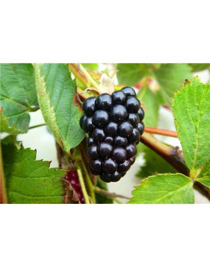 Rubus fruticosus 'Navaho Summerlong'®