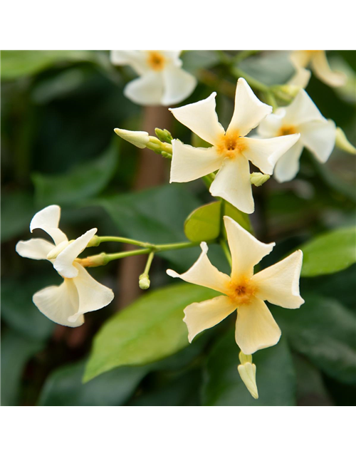 Sternjasmin Tropical Fl´Aroma® 'Blossom Star'