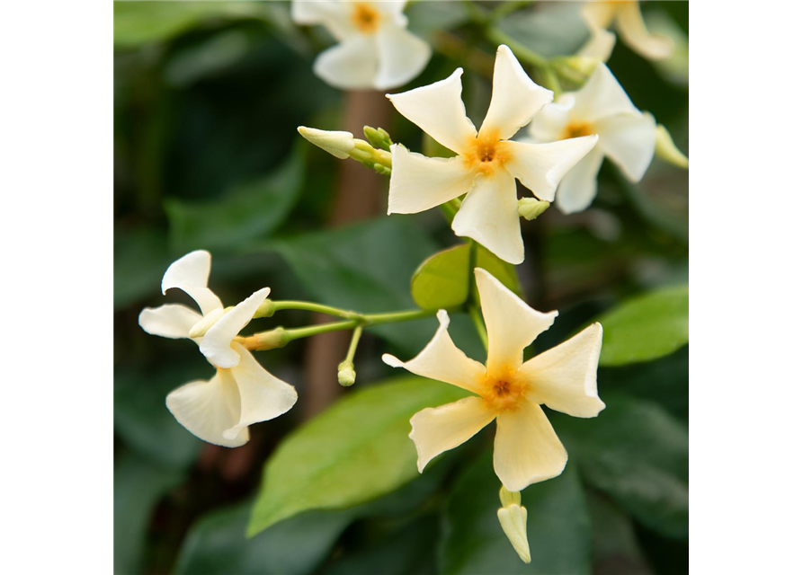 Sternjasmin Tropical Fl´Aroma® 'Blossom Star'