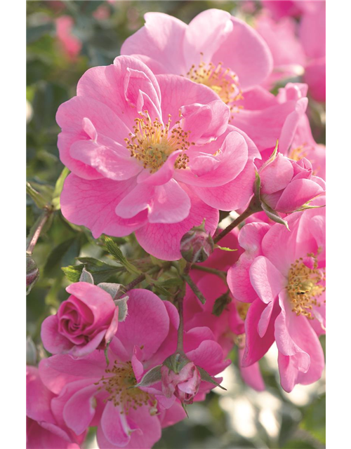 Rose 'Bienenweide® Rosa'