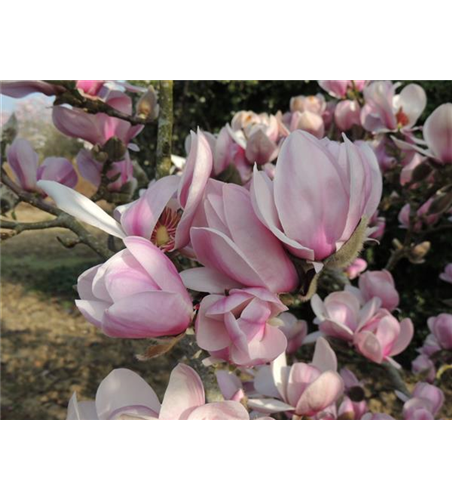 R Magnolia denudata 'Festirose'®