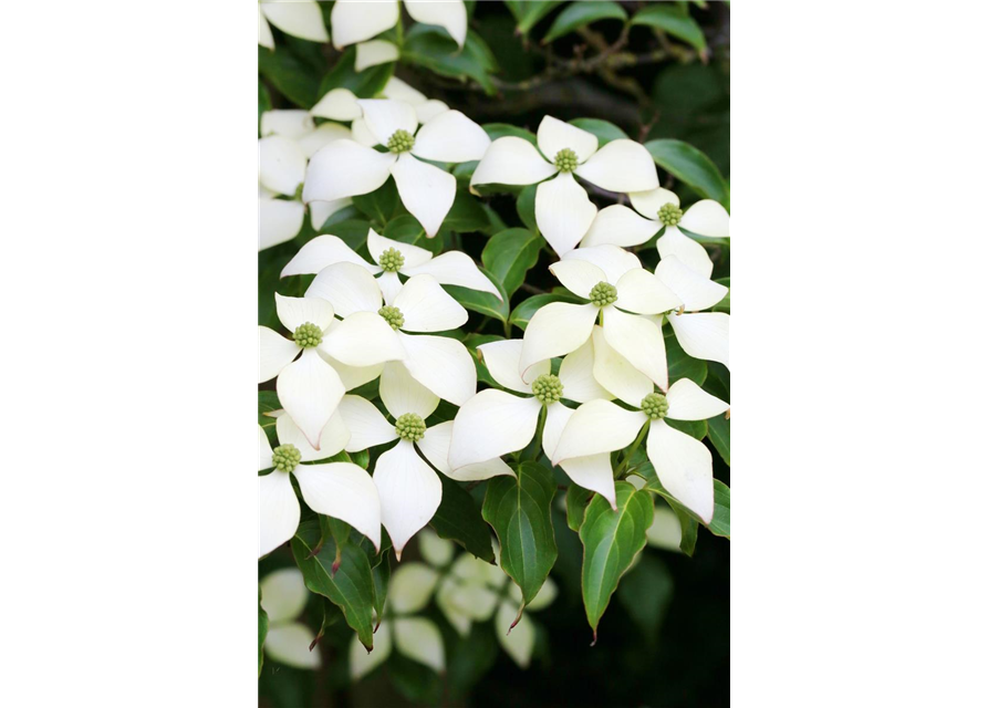 Japanischer Blumen-Hartriegel 'White Fountain'