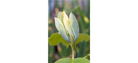 Magnolia acuminata 'Blue Opal'