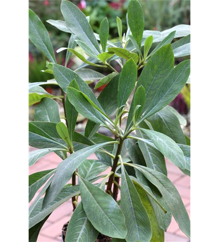Mitsumata 'Grandiflora'
