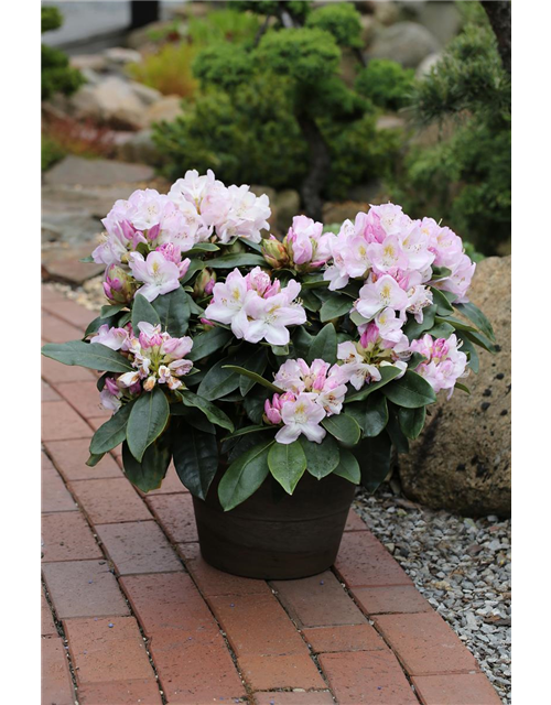 Rhododendron-Hybride 'Gomer Waterer'