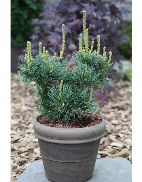 Mädchenkiefer 'Schoon´s Bonsai', Pinus parviflora 'Schoons Bonsai