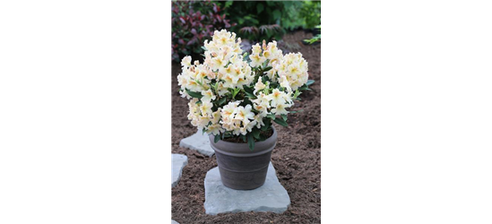 Rhododendron-Hybride 'Bernstein'