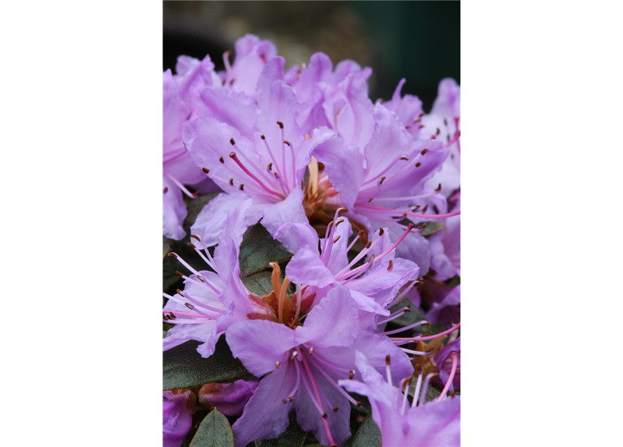 Kleinblättriger Rhododendron