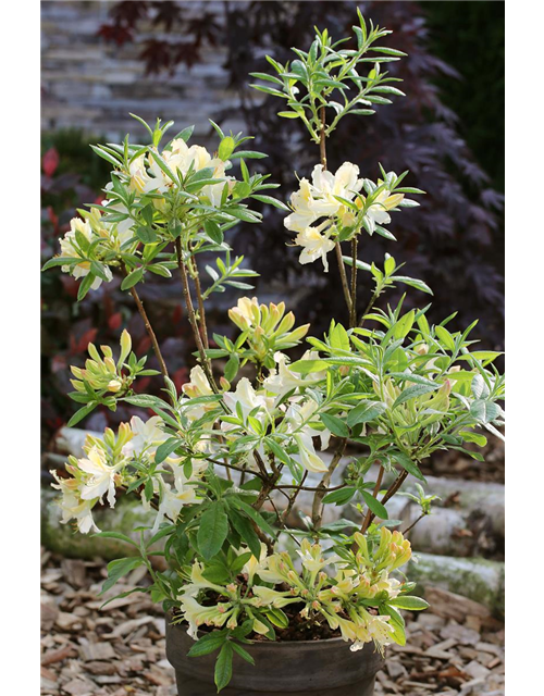 Rhododendron viscosum 'Weston's Lemon Drop'
