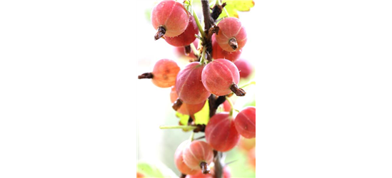 Ribes uva-crispa 'Hinnonmäki rot' CAC II