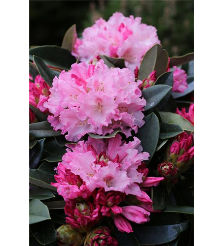 Rhododendron yakushimanum 'Heinje's Zauberflöte'