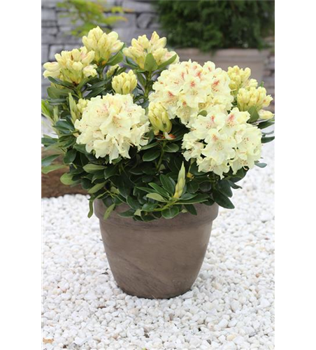 Rhododendron 'Goldkrone'®