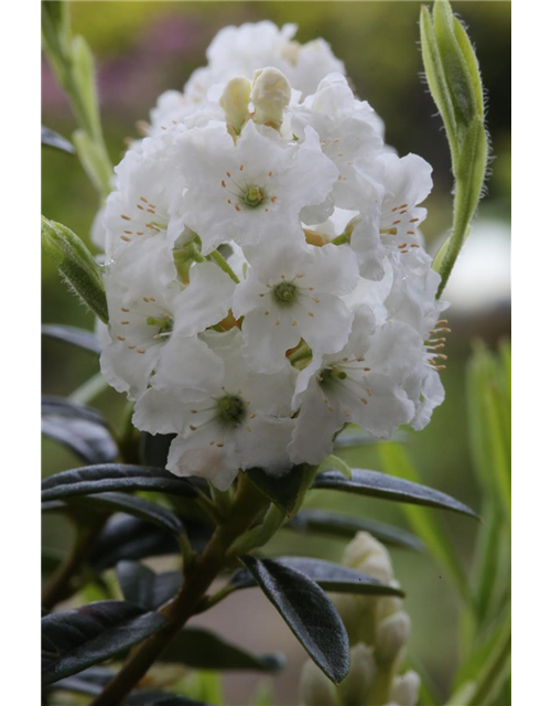Rhododendron 'Arctic Tern'
