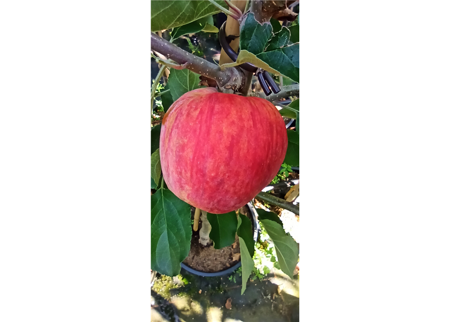 Apfel 'Piros'®