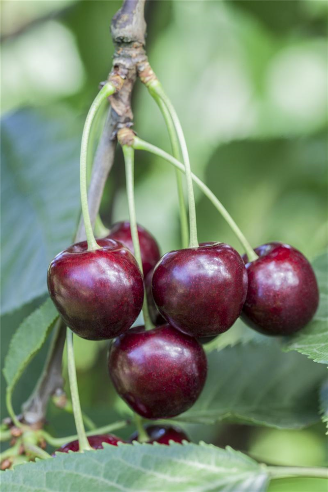 Süßkirsche \'Regina\', Prunus avium - \'Regina\' Fiedlers Hobbyland & Garten