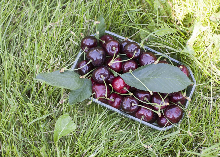 Süßkirsche \'Regina\', Prunus avium \'Regina\' - Fiedlers Garten & Hobbyland