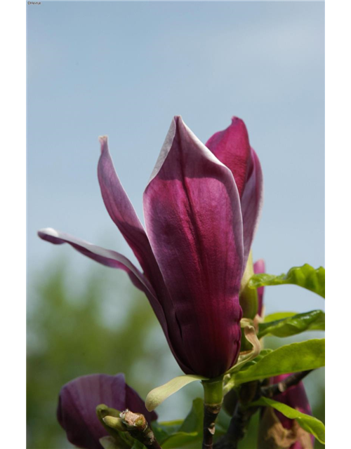 Magnolie 'Black Beauty'®