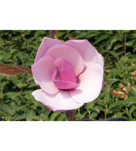 Tulpen-Magnolie 'Frank´s Masterpiece'