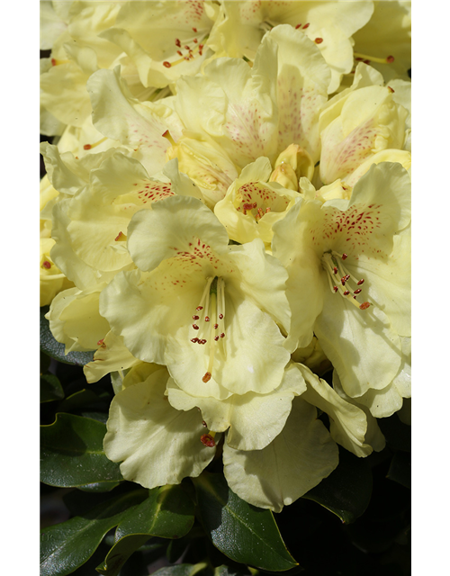 Rhododendron 'Bohlken´s Laura'