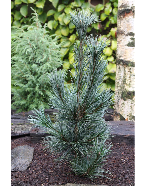 Pinus flexilis 'Vanderwolf's Pyramid' - Fiedlers Garten & Hobbyland