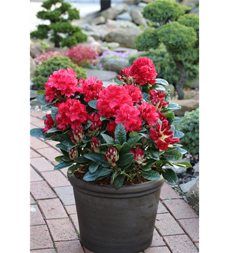 Rhododendron 'Lisetta'®