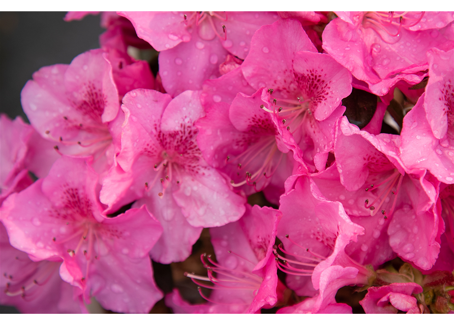 Japanische Azalee 'Pink for Help'®