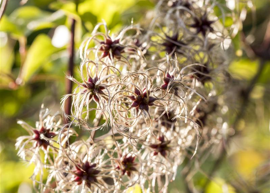 Clematis tangutica, GoldWaldrebe Fiedlers Garten & Hobbyland