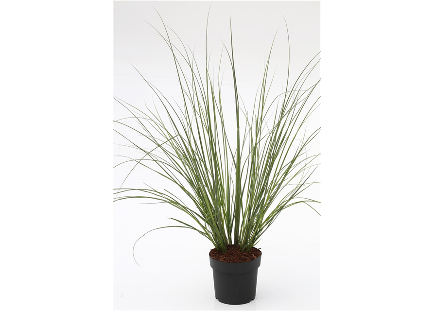 Cortaderia selloana 'Citaro', Hohes GartenPampasgras 'Citaro