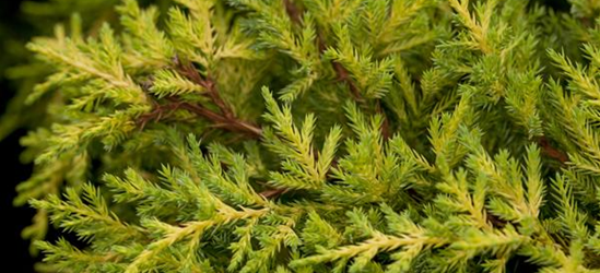Juniperus chinensis 'Goldkissen'