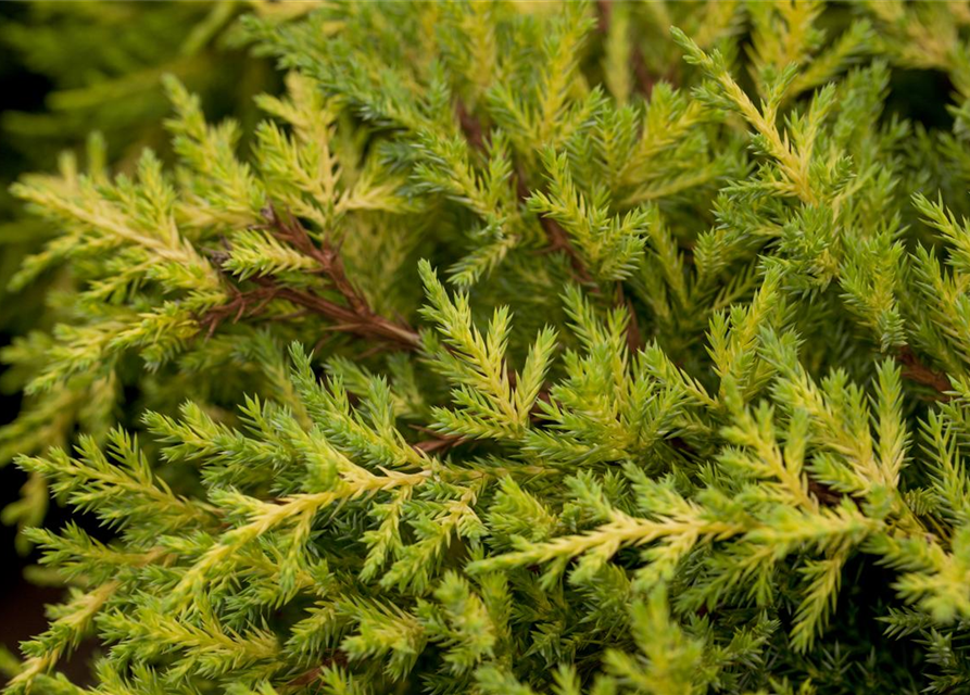 Juniperus chinensis 'Goldkissen'