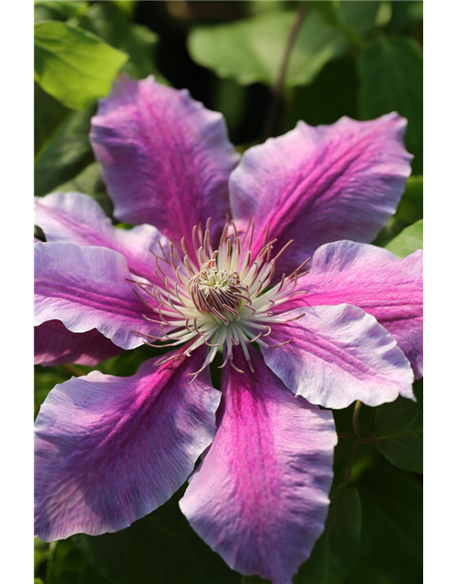 Clematis hybrida 'Nelly Moser'