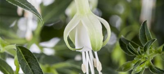 Fuchsia magellanica 'Hawkshead'