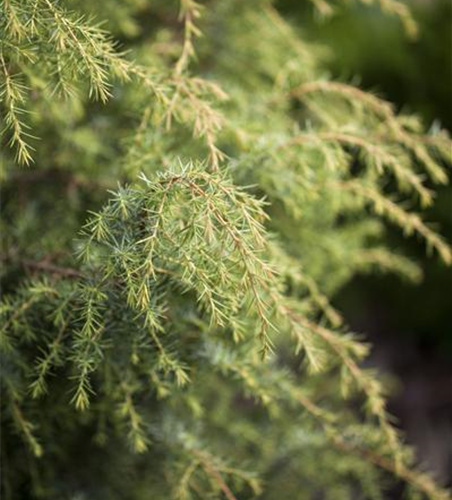 Juniperus communis 'Golden Showers'